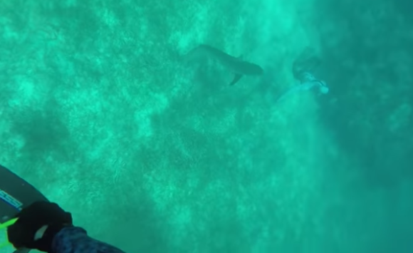 قرش يهاجم صيادا ويقضم رأسه (فيديو)