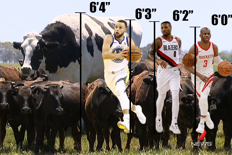 بقرة ضخمة بطول مترين تصبح نجمة