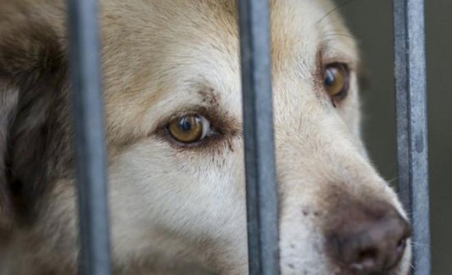 تصدير القطط والكلاب يثير جدلا واسعا