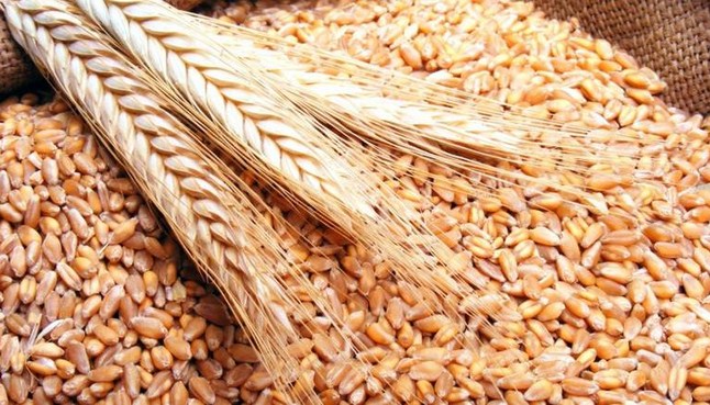 الحكومة تطرح عطاءين لشراء 240 ألف