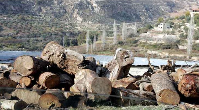 «63» تعديا على غابات عجلون