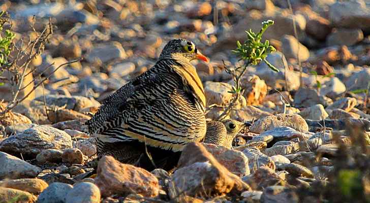 ’مرصد العقبة‘ يرصد نوع طيور نادرة