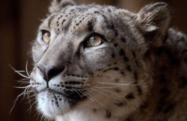 حرّاس حديقة حيوان بريطانية يقتلون نمرا