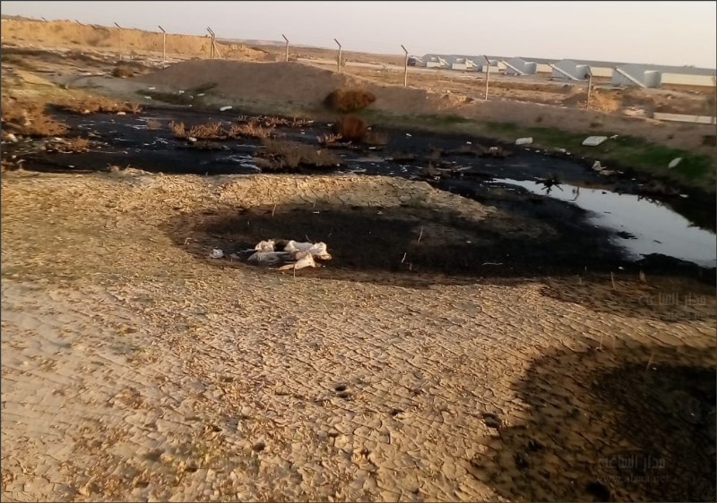 أهالي «خان الزبيب» يشكون مزارع الدواجن