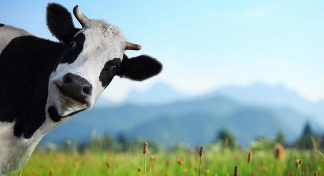 الهند: مقتل ضابط شرطة والسبب «بقرة»