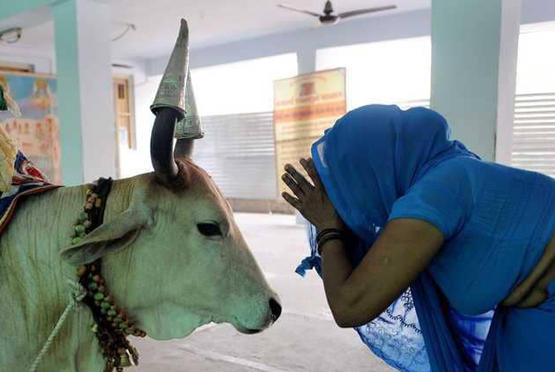 قتلى بعد ذبح بقرة بالهند