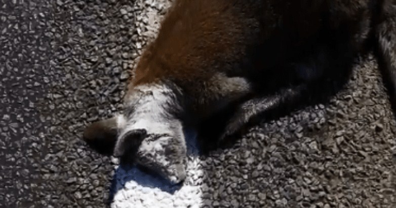 على طريق أسترالي.. كناغر «قتيلة» تثير