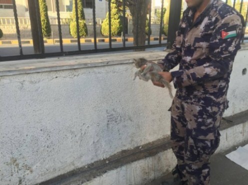 الدفاع المدني ينقذ «قطة» ويحررها من