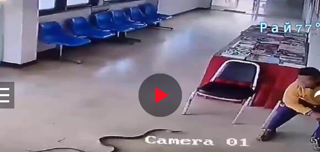 أفعى تتسلل إلى غرفة الانتظار وتنقض