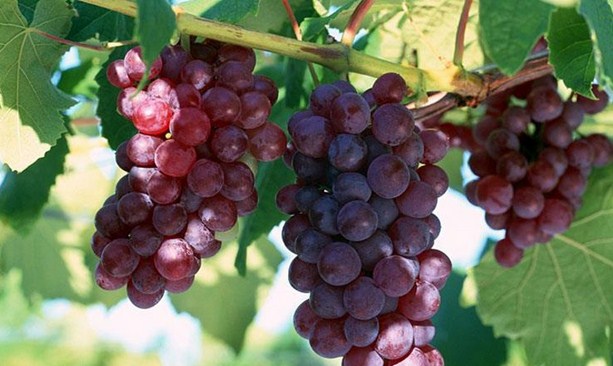 «الزراعة» تسمح باستيراد العنب والتفاح والجزر