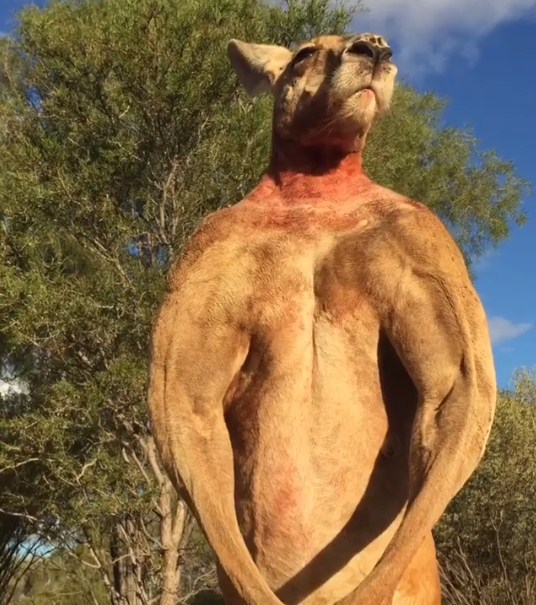 موت الكنغر صاحب العضلات المفتولة والأشهر