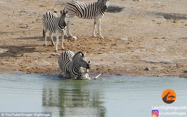 شاهد: حمار وحشي يحاول إغراق آخر