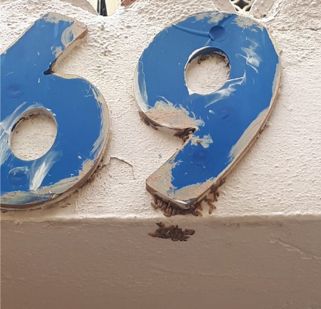 أهالي جبل عمان يشكون انتشار الحشرات