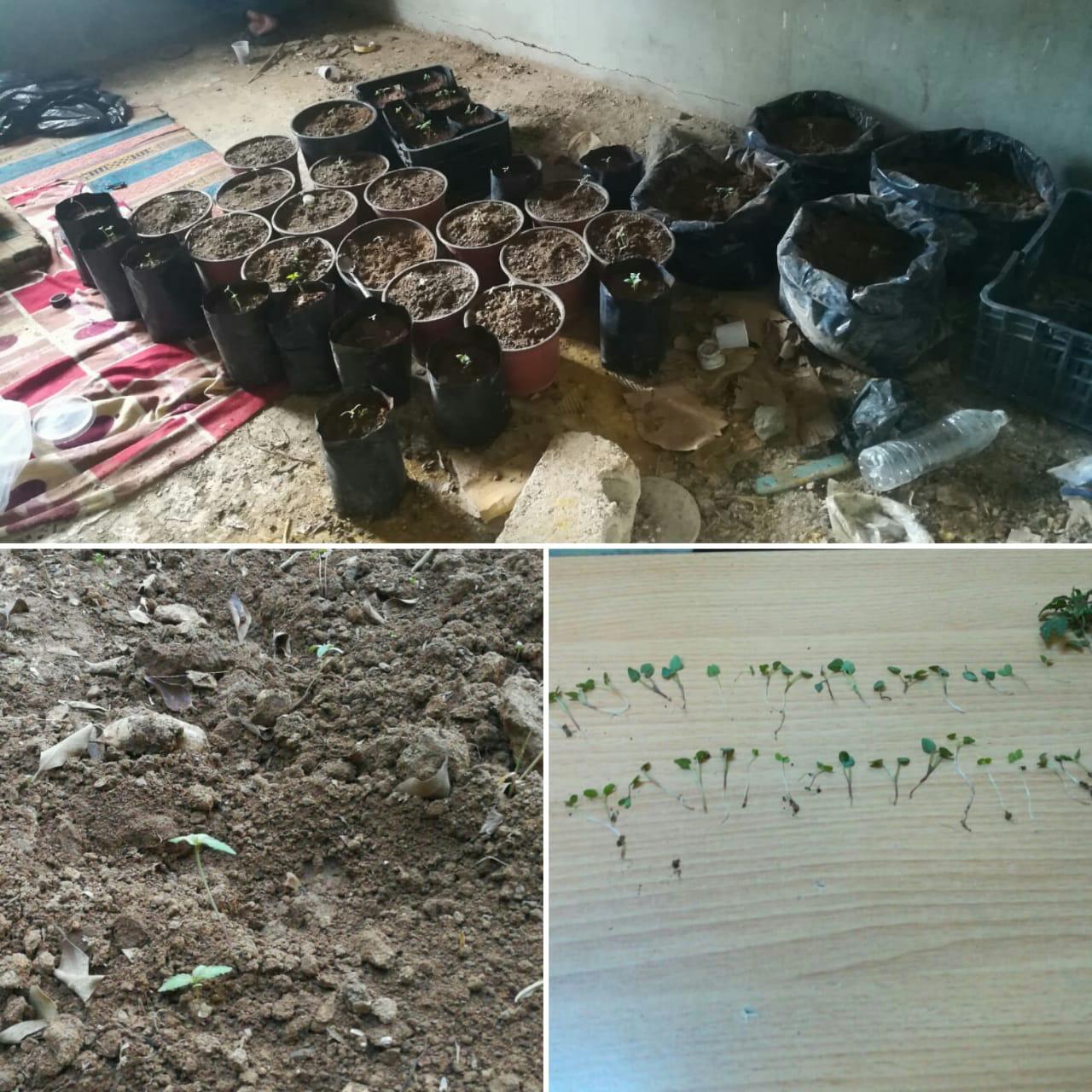 القبض على 1636 1641 مروجا وحائزا