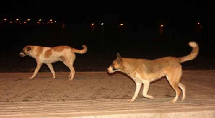 حملة إلكترونية لمكافحة الكلاب الضالة في