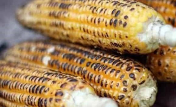 ماذا يحدث لك عند تناول الذرة