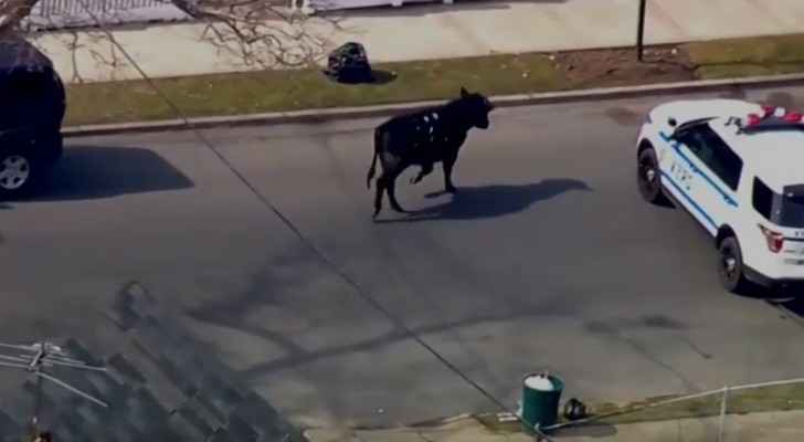 بالفيديو.. ثور هائج يلقن شرطة نيويورك