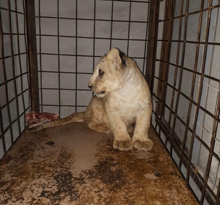 إحباط محاولة بيع «أسدين» في ناعور