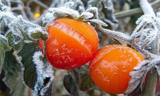 طقس بارد وتحذير من الصقيع