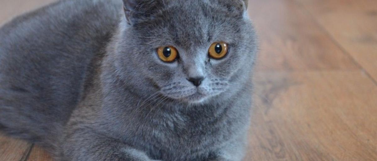 بـ55 ألف دولار.. الصين تستنسخ أول