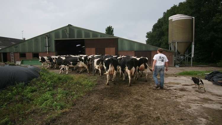 مشاهد مرعبة لمجموعة كبيرة من الثعابين