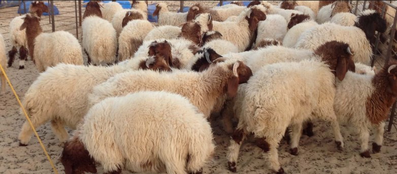 المفرق : تصدير 293 ألف رأس