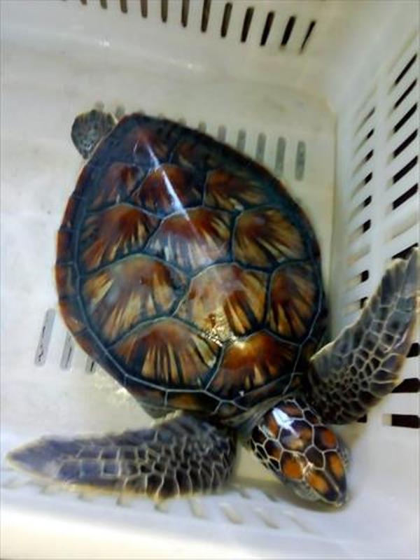 سلحفاة بحرية تودع الجدران عام 2018