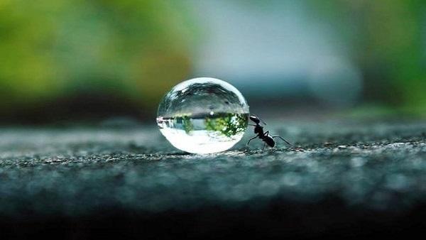 هل تعلم كم حيوان ذكر فى