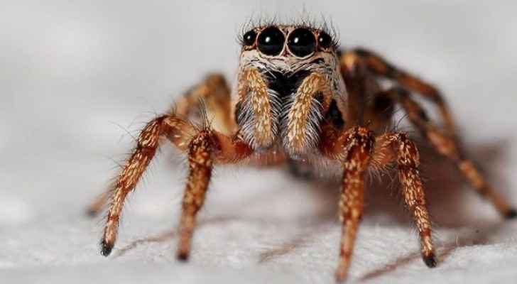 معركة بين رجل وعنكبوت تتسبّب في