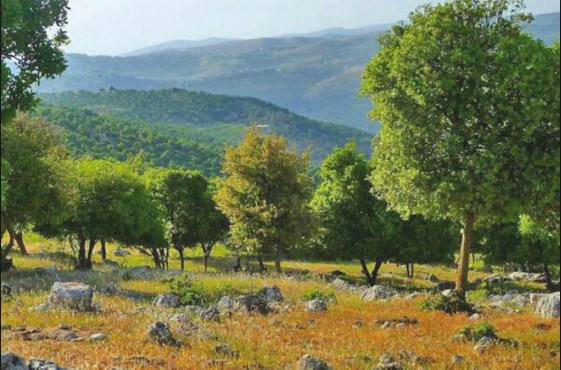 عجلون.. حركة تنزه نشطة للاستمتاع بالاجواء