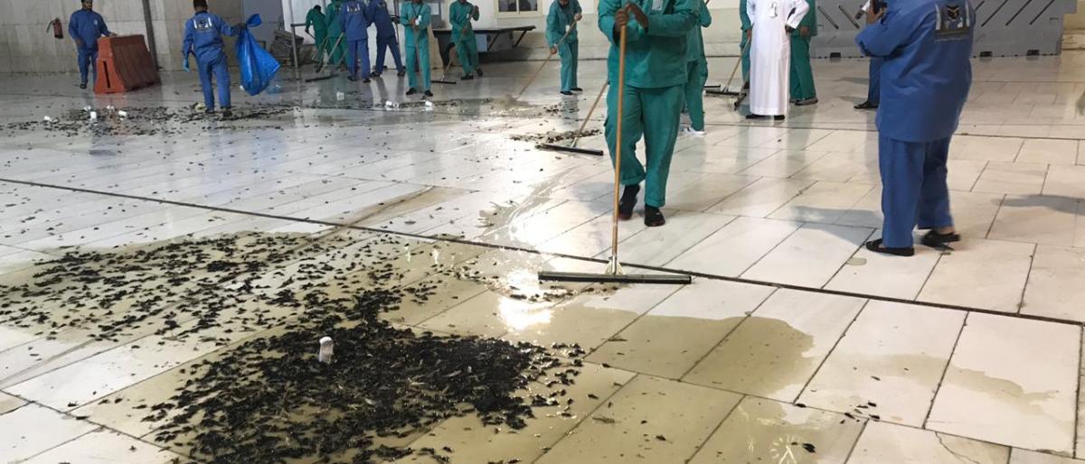 بالصور: ما قصة انتشار الحشرات في