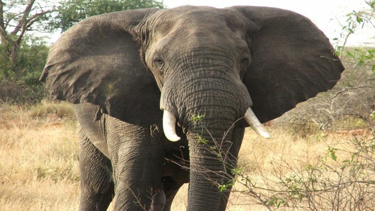 أراد تنويم فيل مغناطيسيا فداسه حتى