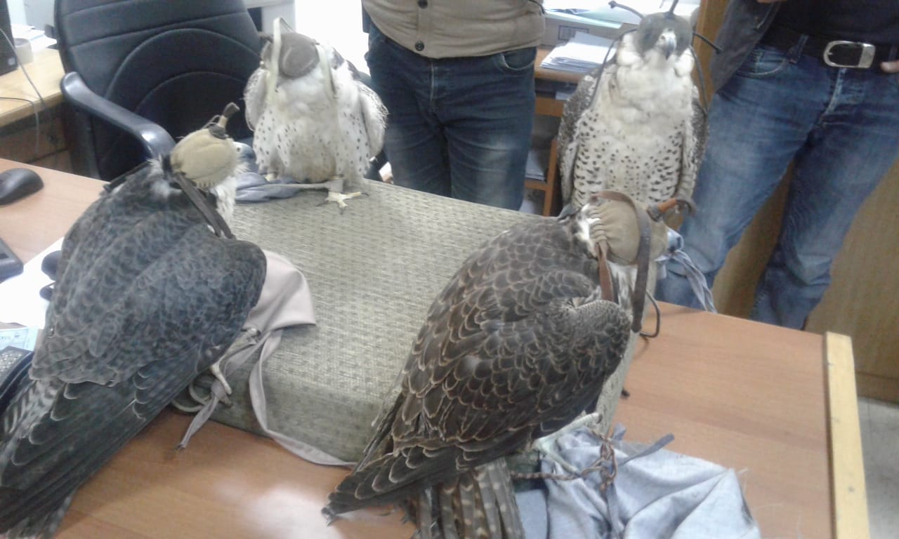 جمرك العمري يتعامل مع (238) قضية