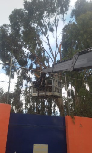 الأمانة : 14 ورشة زراعية في