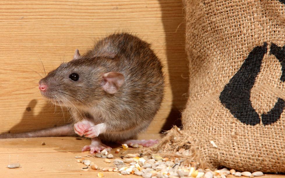 مخاوف من انتشار 2.5 مليون ’جرذ‘