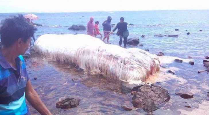 بالفيديو .. كائن بحري يثير الحيرة