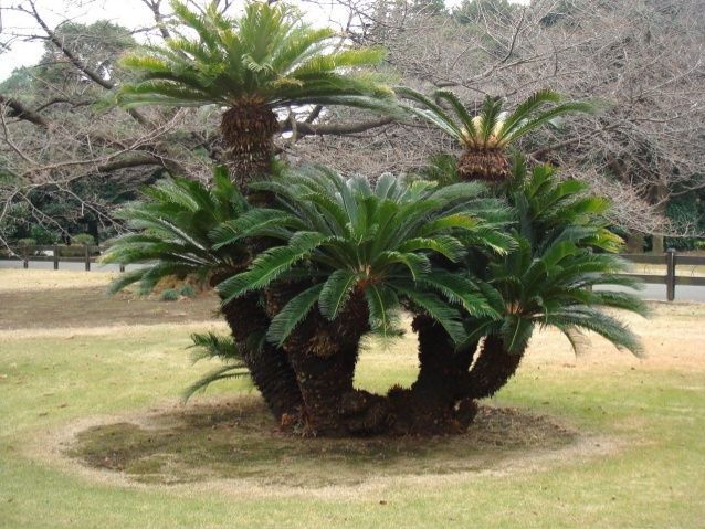 إحدى بلديات الوسط اشترت أشجار نخيل