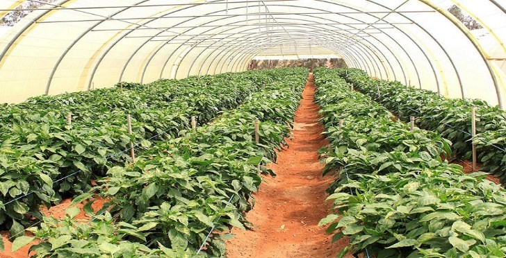 الشحاحدة: مقر دائم لمعرض المنتجات الزراعية