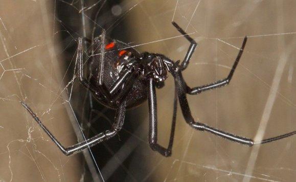 السماء تمطر عناكب في البرازيل (فيديو)