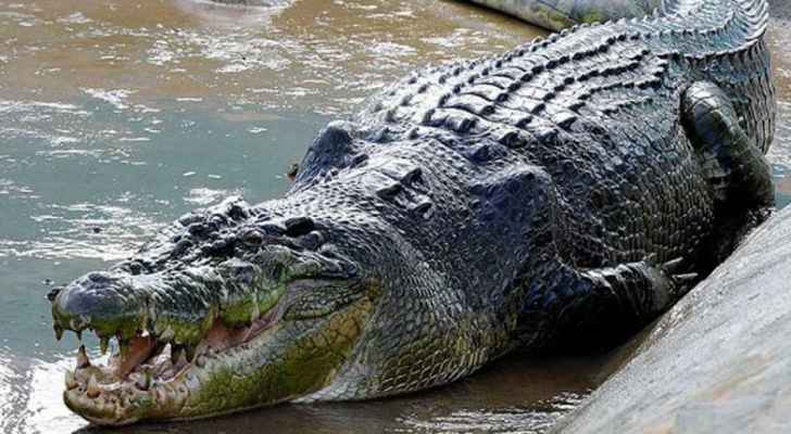 تمساح يقطع جسد امرأة حاولت إطعامه