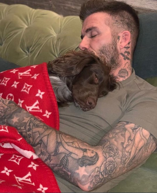 ديفيد بيكهام يغطي كلبه ببطانية تبلغ