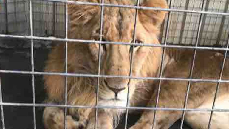 حملة تبرع هولندية لإنقاذ أسد يعاني