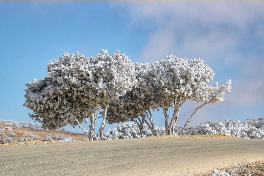 الانجماد في الشوبك «مذهل» (صور)