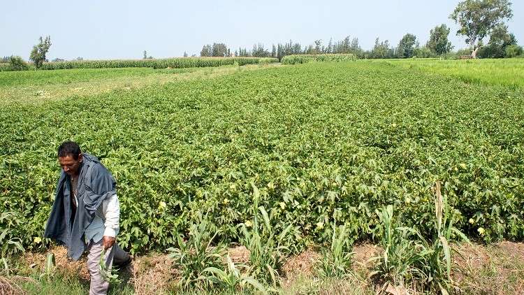 السعودية تفرض حظرا مؤقتا على استيراد