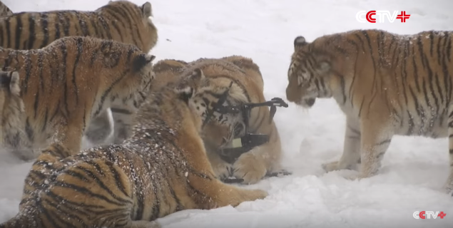 نمور تصطاد طائرة بدون طيار وتأكلها