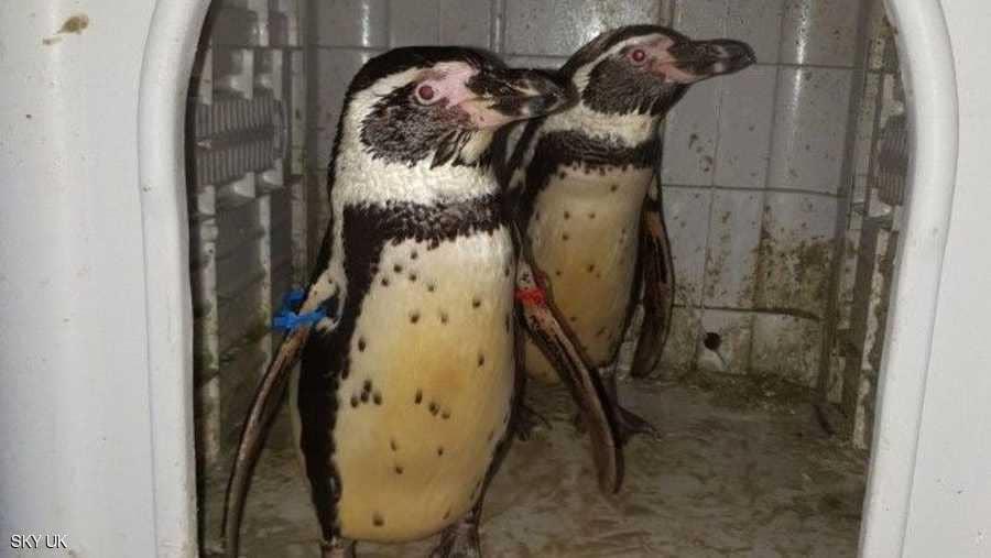 بريطانيا تستعيد بطريقين مخطوفين