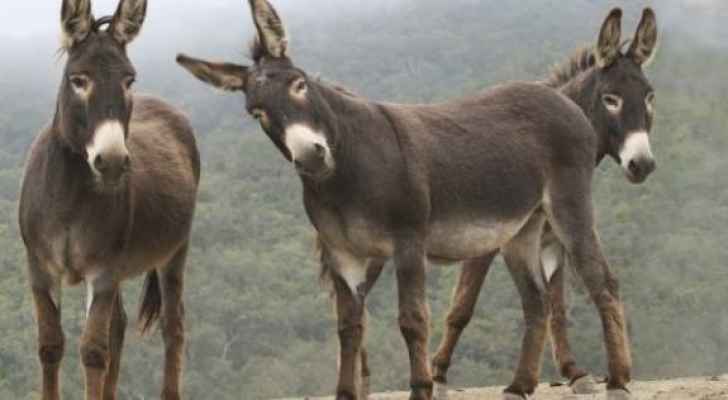 تقرير يكشف تناقص أعداد الحمير في