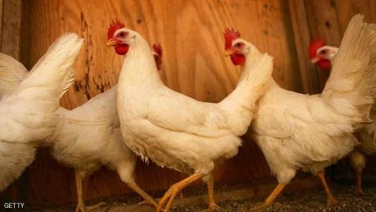 الدجاج (الإسرائيلي) يغزو الأسواق الفلسطينية