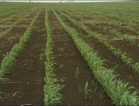 اربد: جودة الموسم المطري ستنعكس على