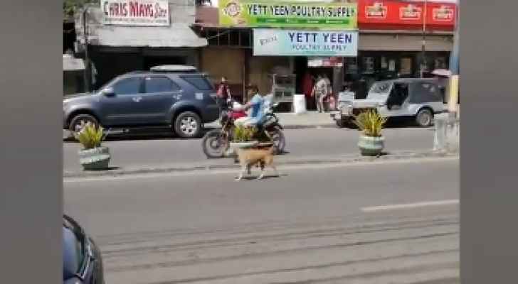 فيديو مؤثر.. كلبة مكلومة تستجدي المارة